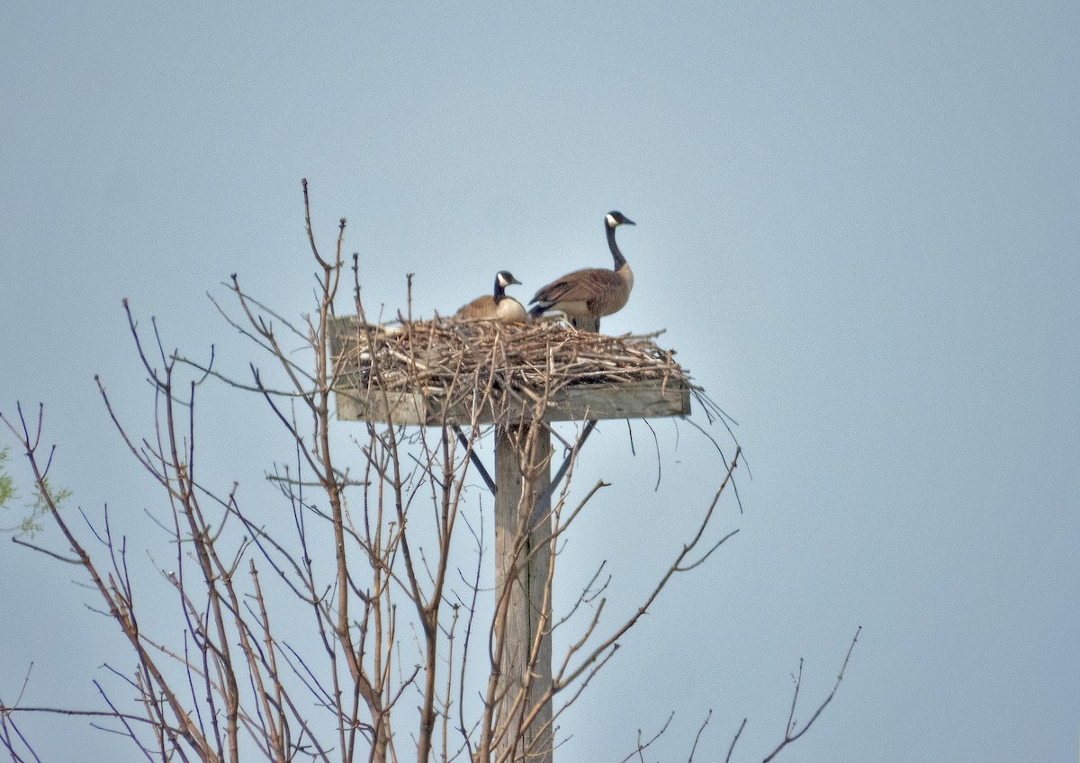 Canada Goose - James R. Hill, III