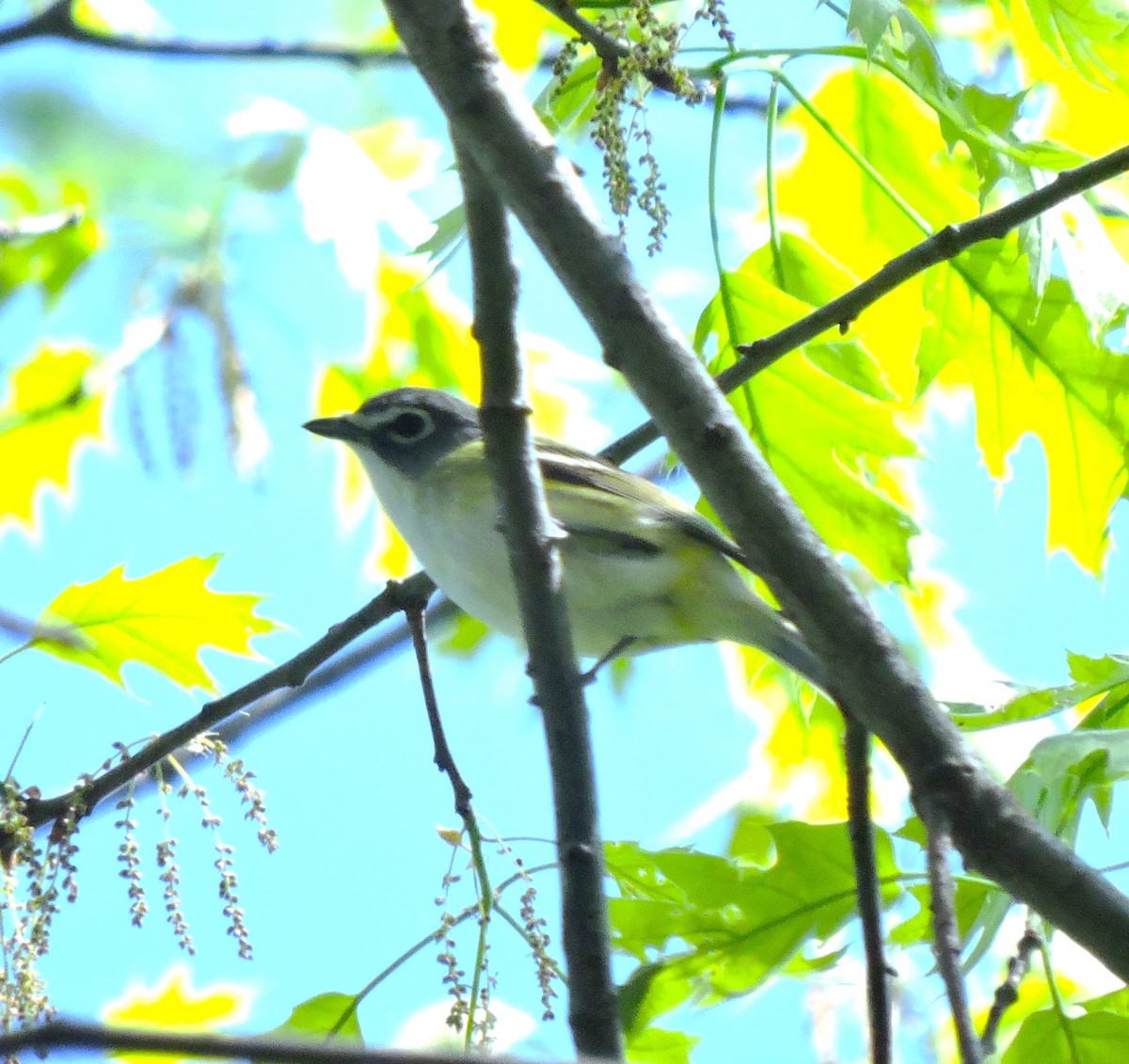 Vireo Solitario - ML618392163