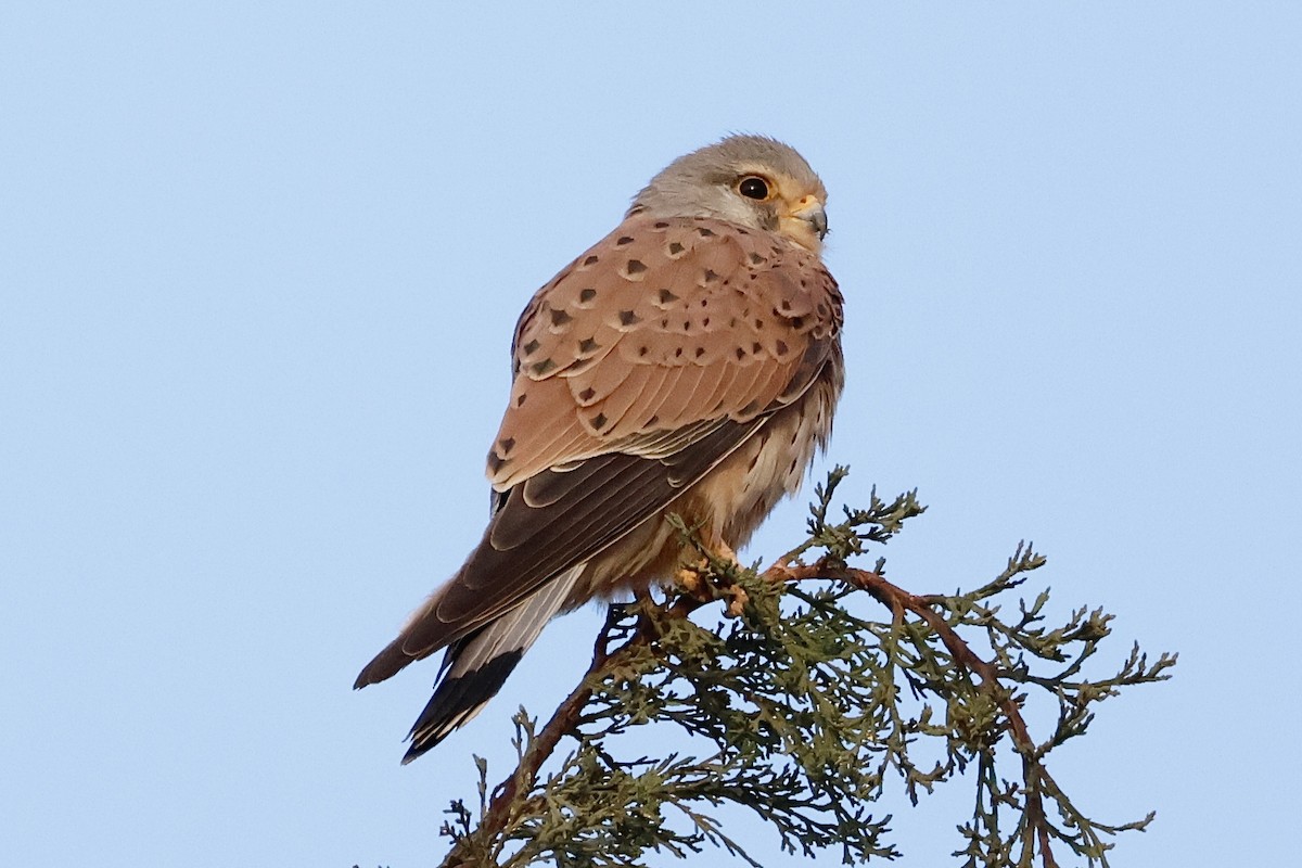 Eurasian Kestrel - ML618392219