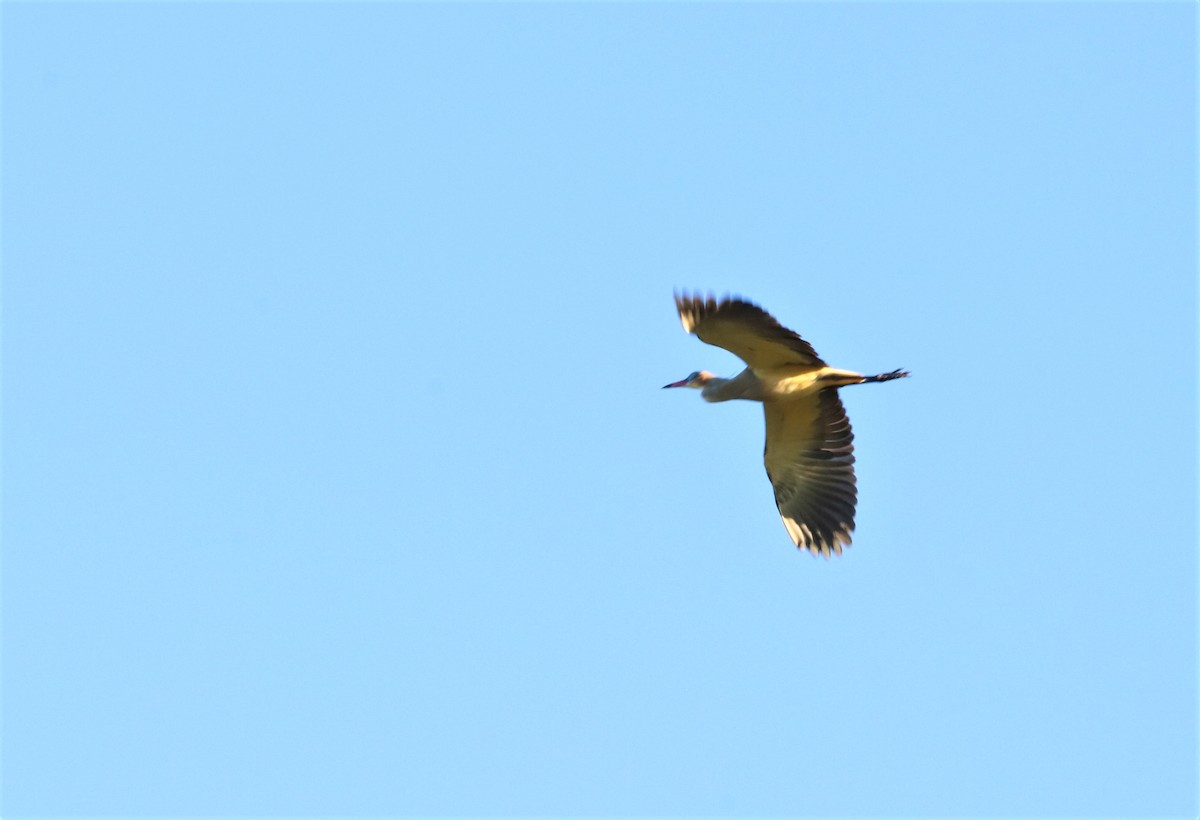 Whistling Heron - Haydee Cabassi