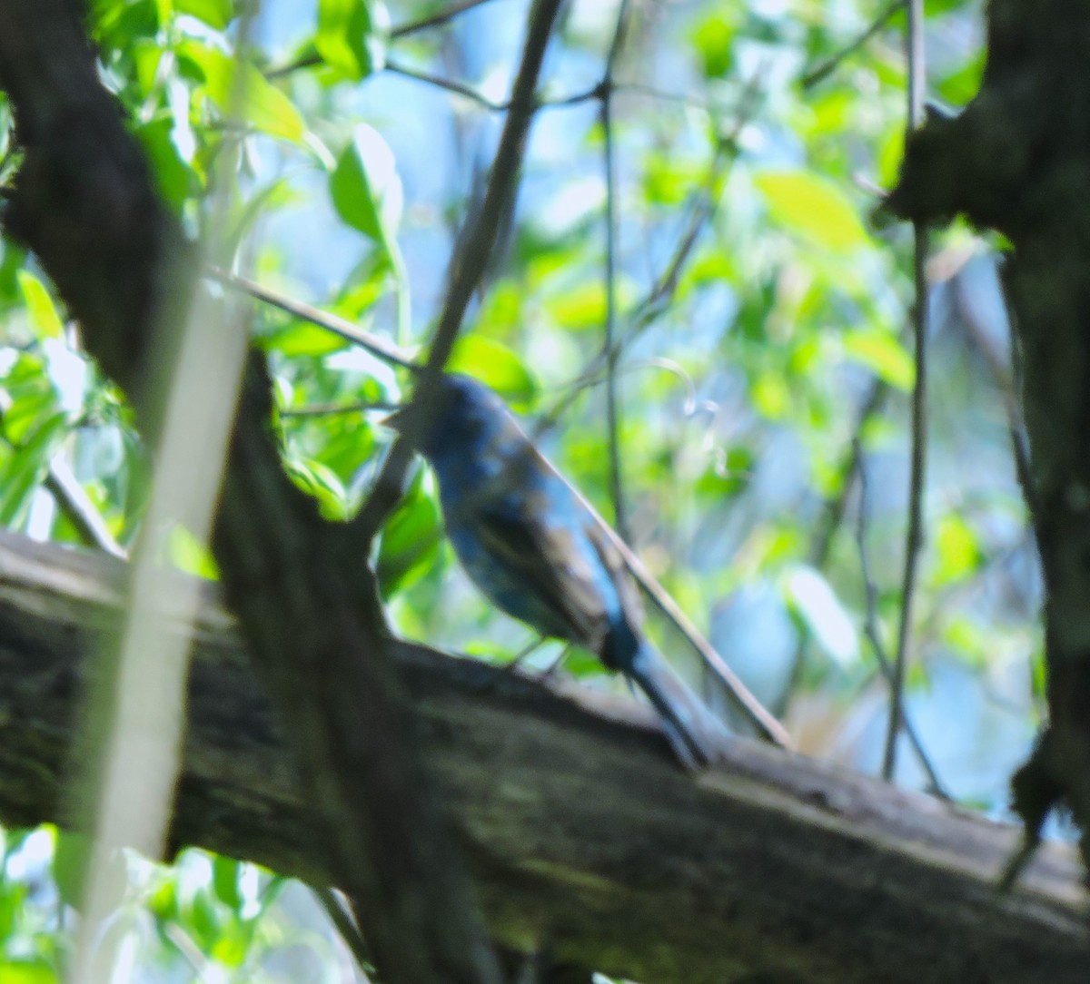 Indigo Bunting - ML618392243