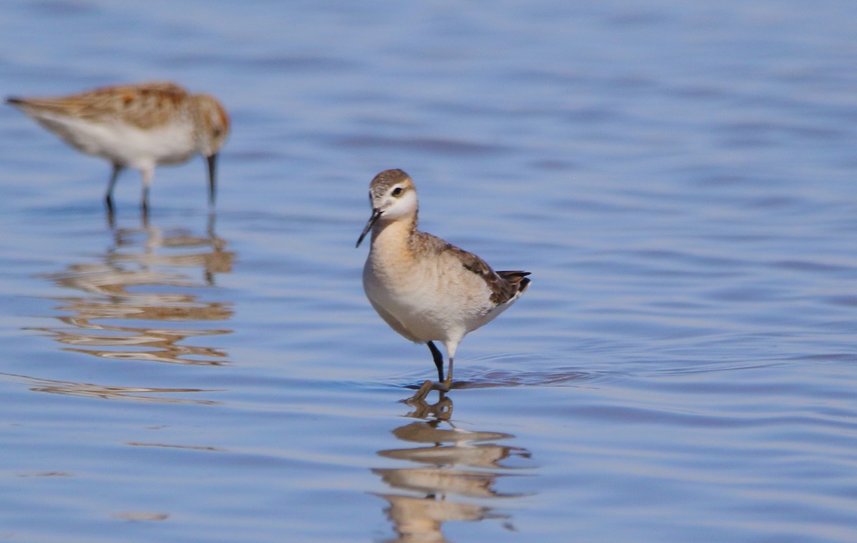 Wilson's Phalarope - José Hugo Martínez Guerrero