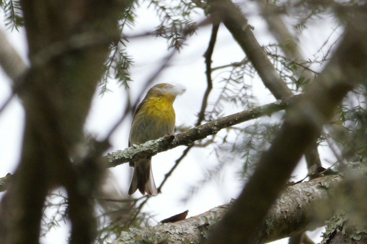 Pine Warbler - Russ Smiley