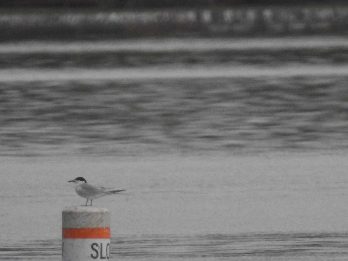 Forster's Tern - ML618392262