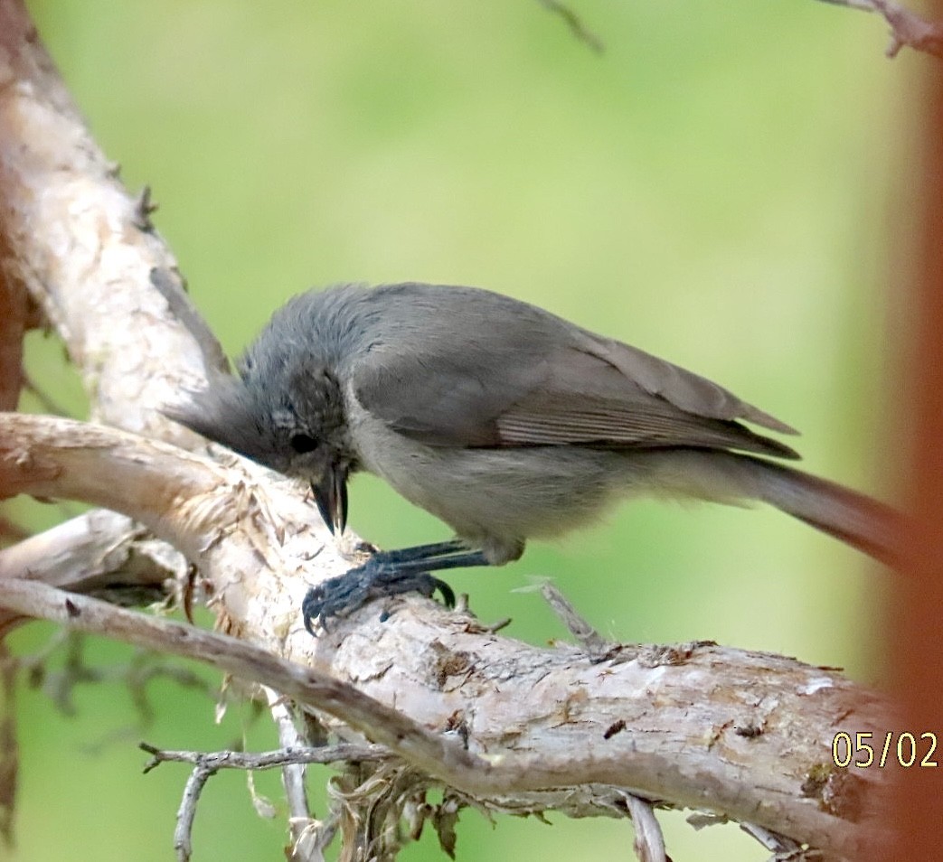 Juniper Titmouse - ML618392273