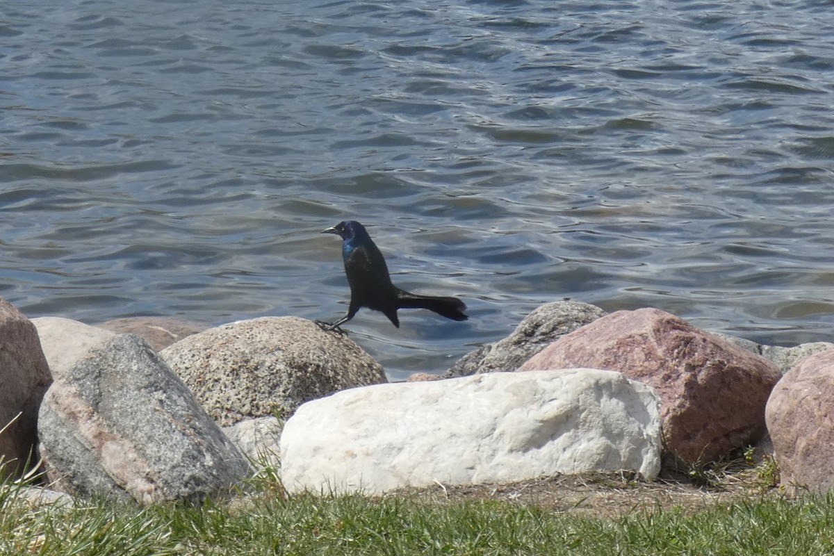 Common Grackle - Fatima Haltli