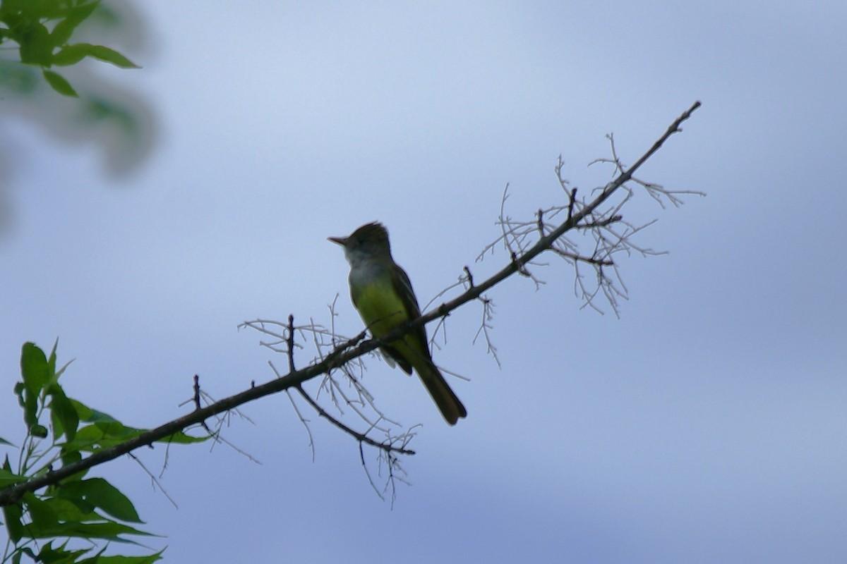 Great Crested Flycatcher - ML618392285