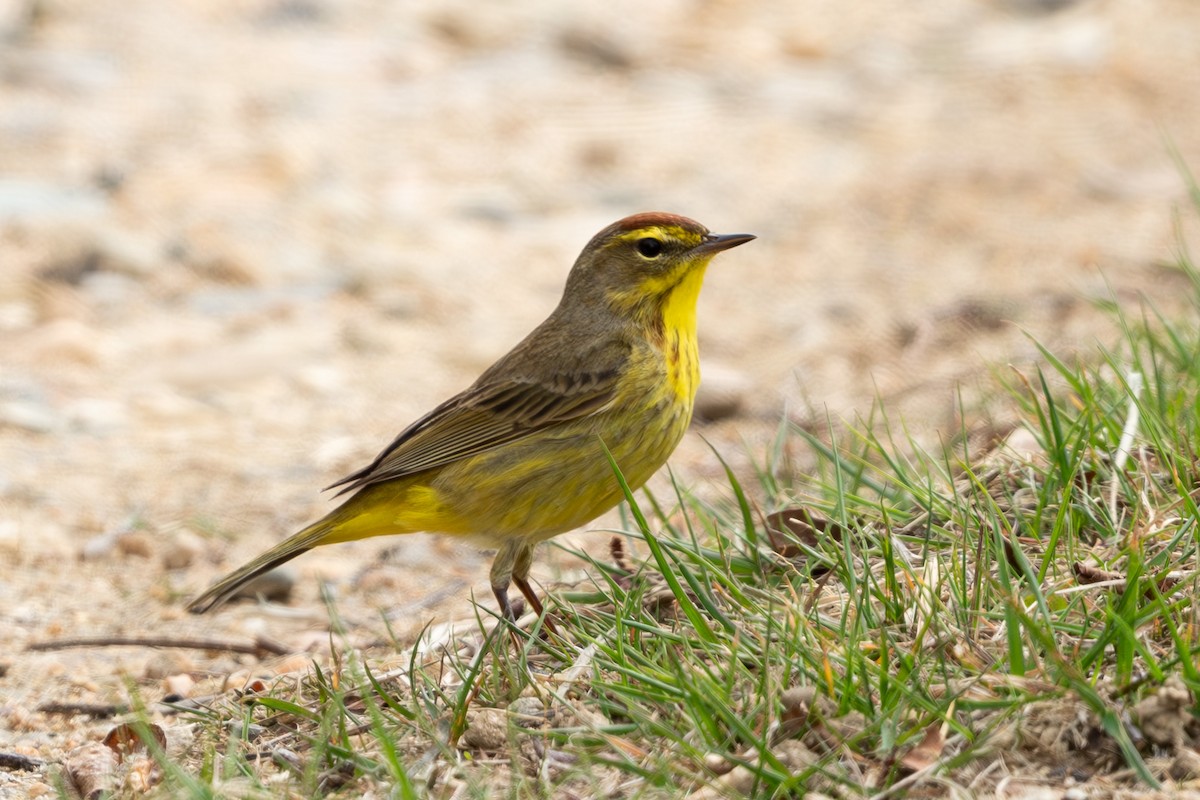 Palm Warbler - ML618392286