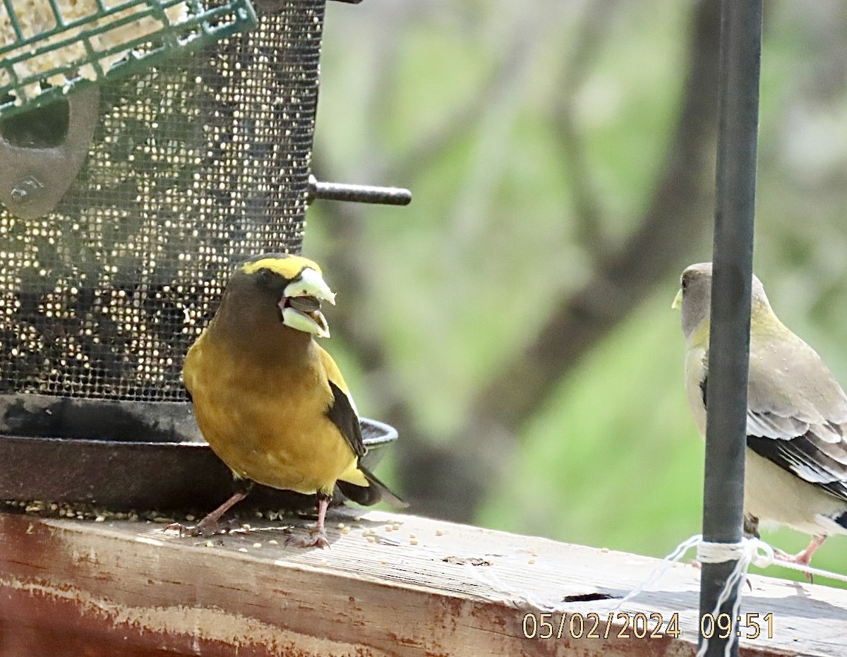 Evening Grosbeak - ML618392293