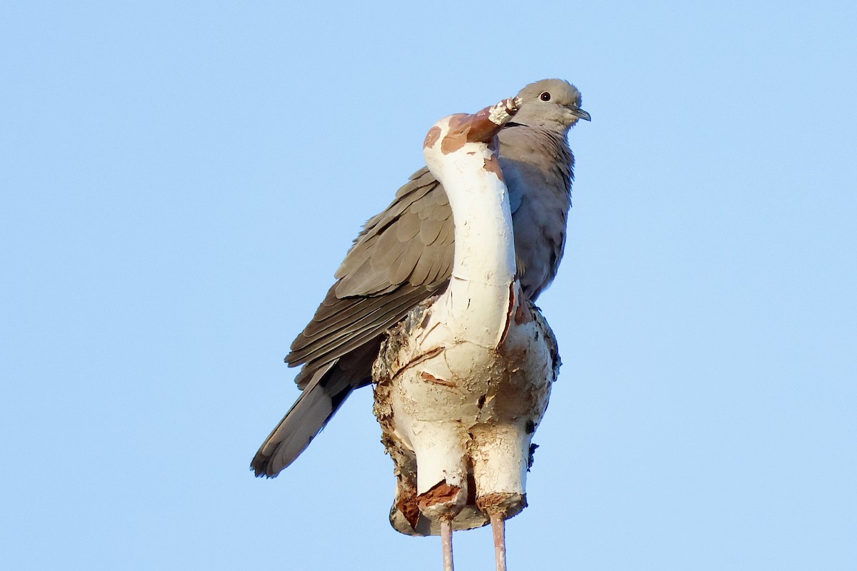 Eurasian Collared-Dove - ML618392300