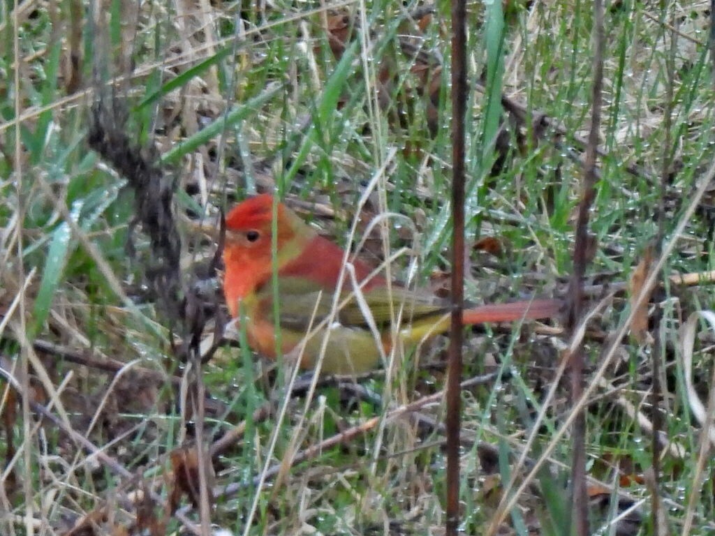 Summer Tanager - ML618392363