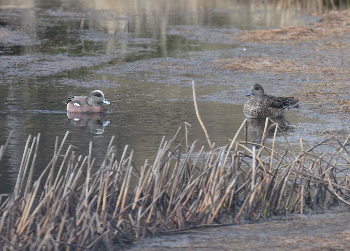 American Wigeon - ML618392368