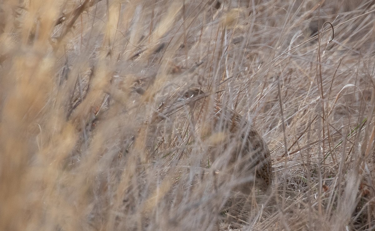 Brown Quail - ML618392388