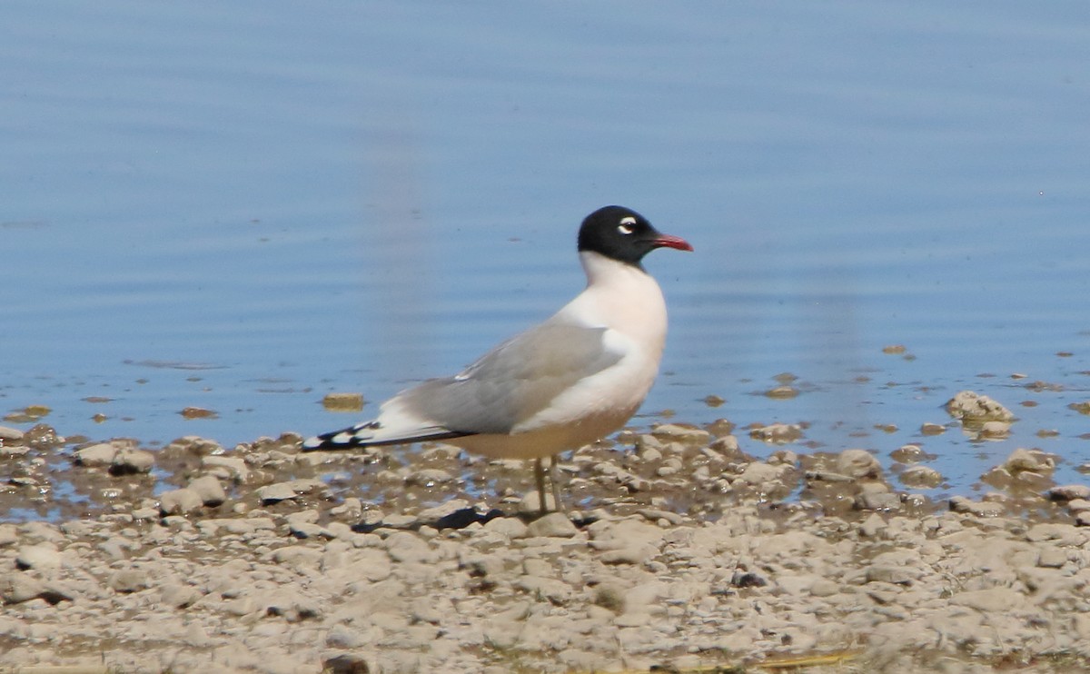 Franklin's Gull - ML618392394