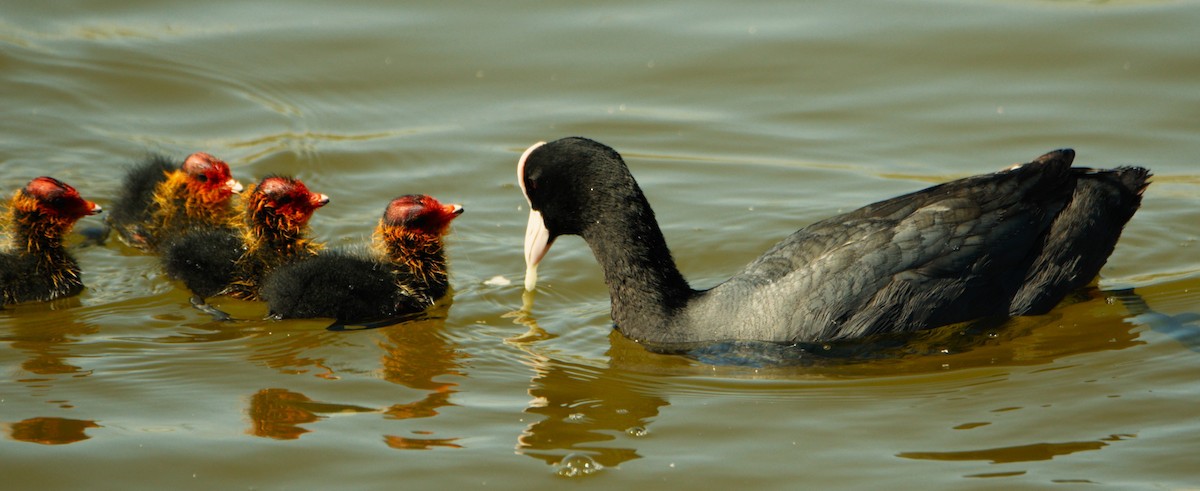 Eurasian Coot - Francisco Maia