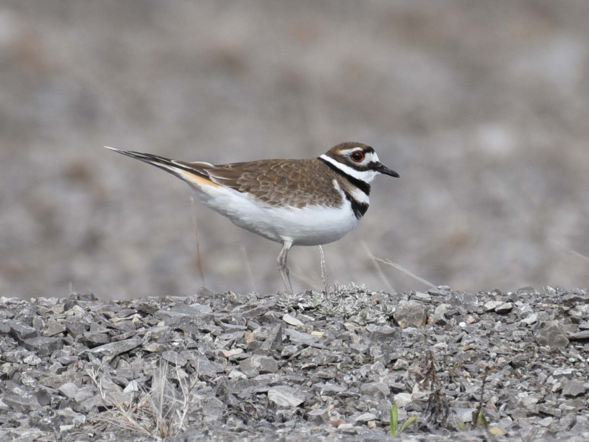 Killdeer - Kathy Marche