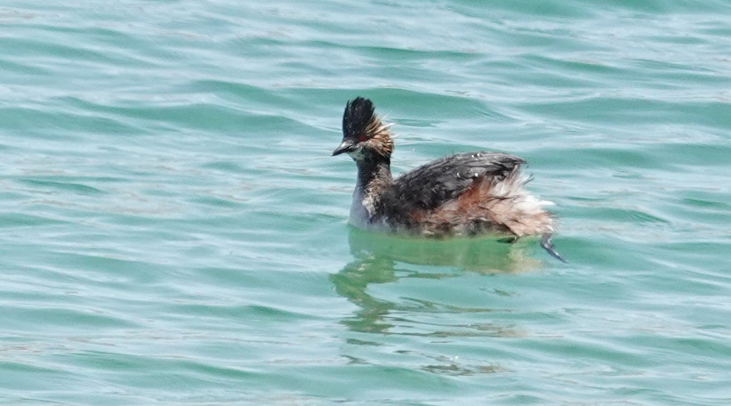 Eared Grebe - Judy Schattner