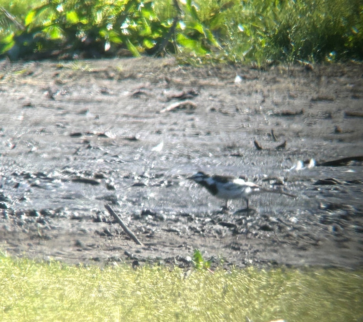 White Wagtail (Black-backed) - Tom Gardali