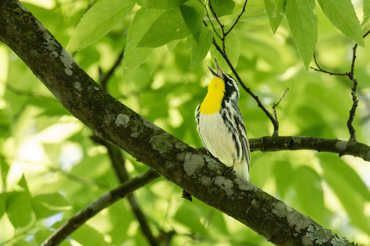 Yellow-throated Warbler - Doug Norwood