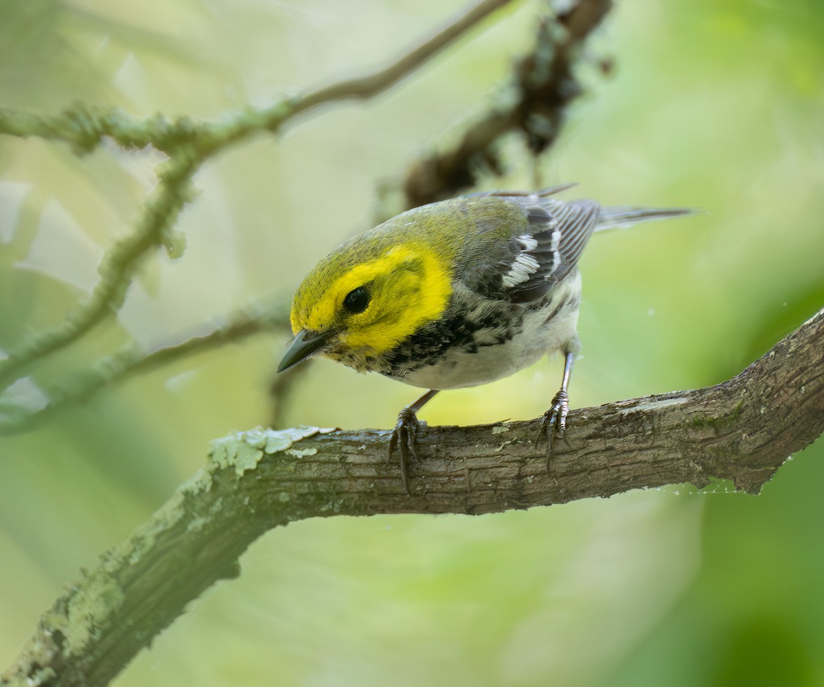 Black-throated Green Warbler - Marc Regnier