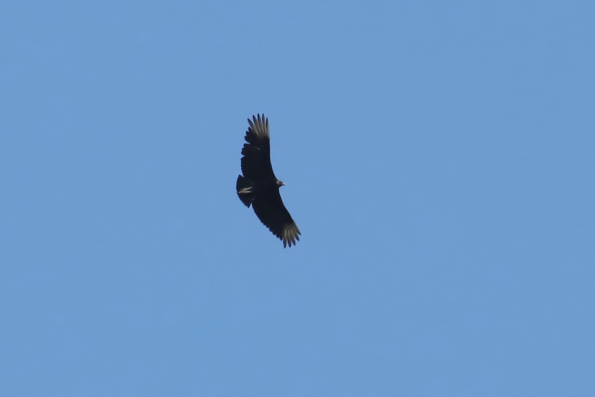 Black Vulture - Brenda Bull