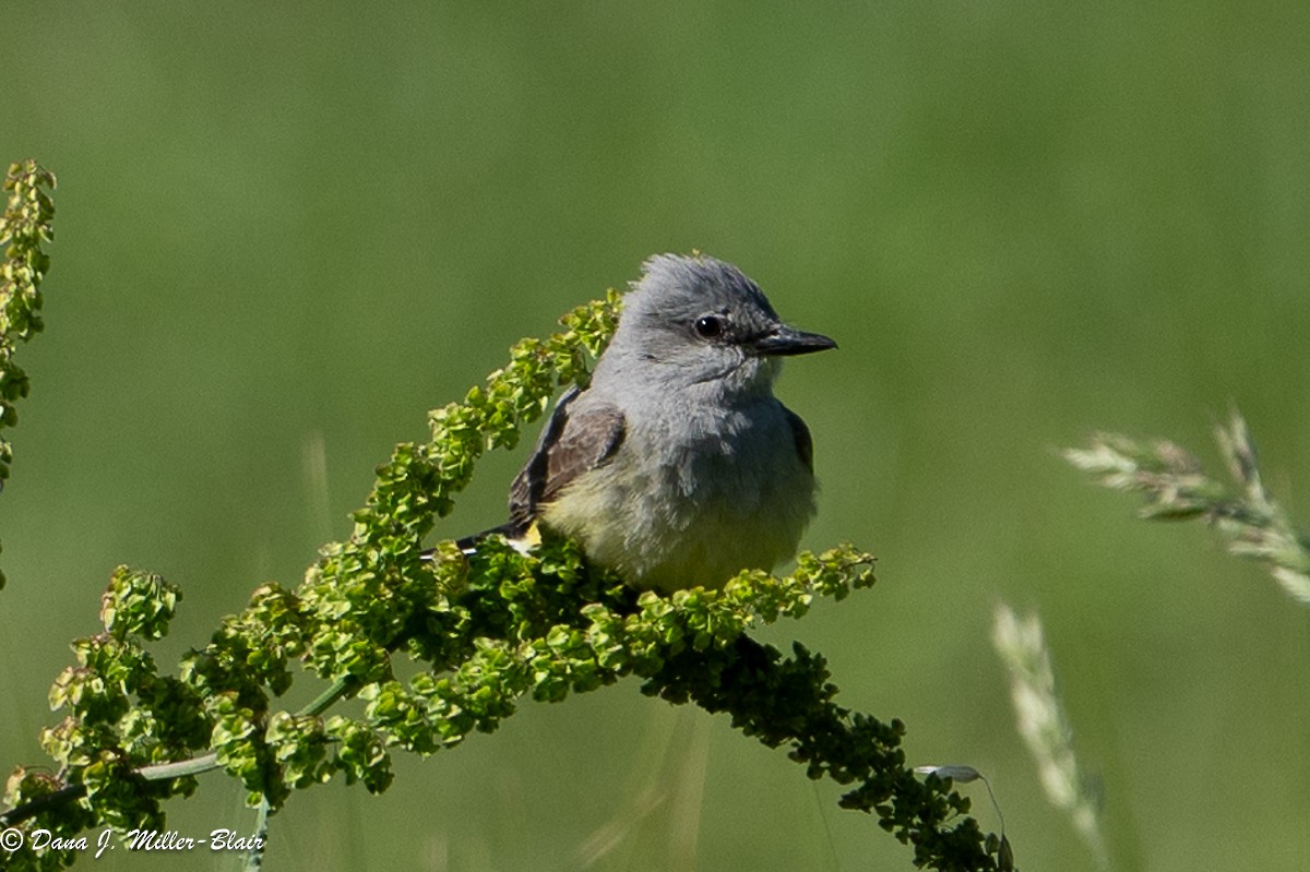 Western Kingbird - ML618392506