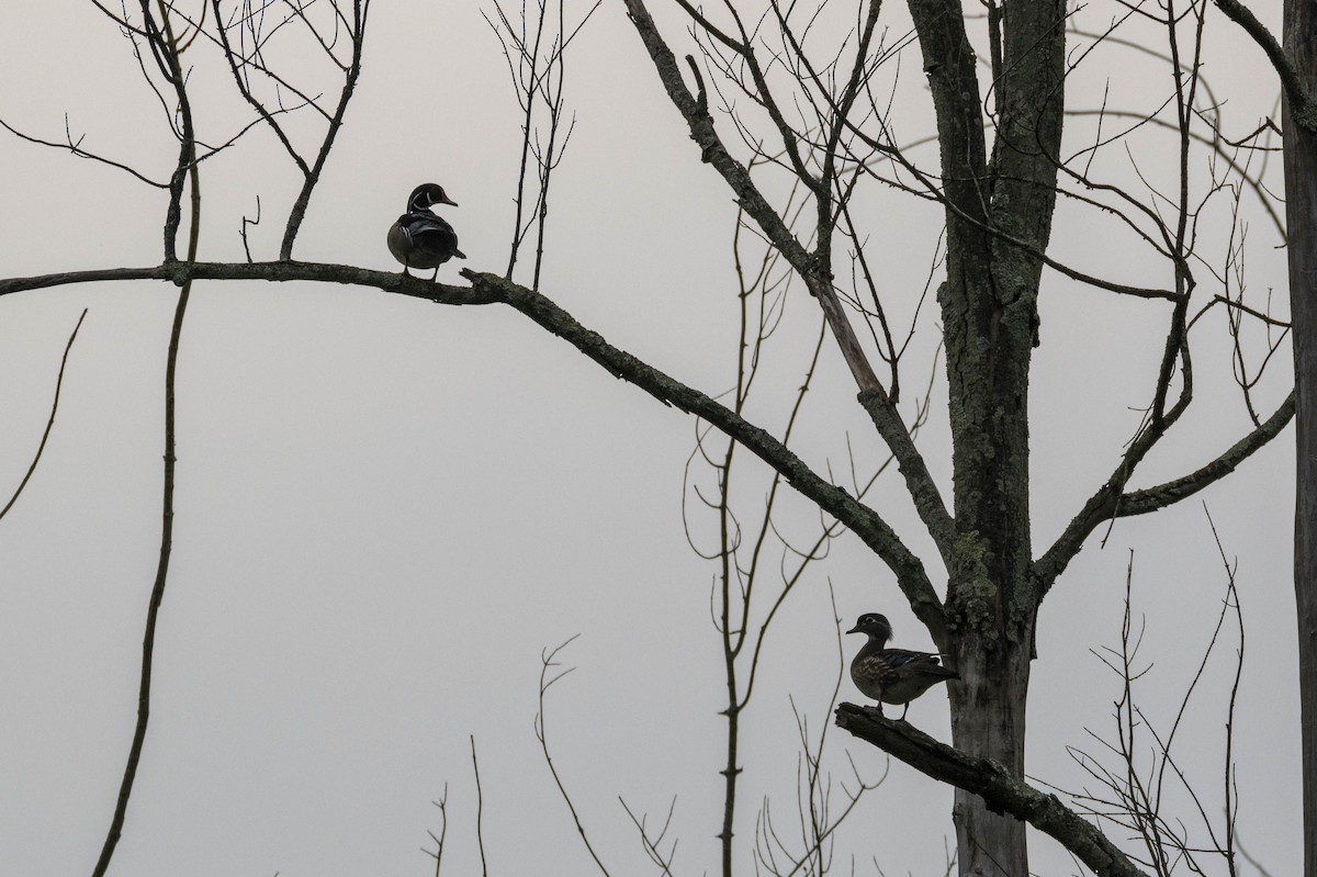 Wood Duck - Steve Jones