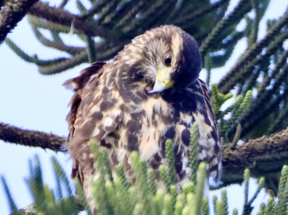 Harris's Hawk - ML618392515