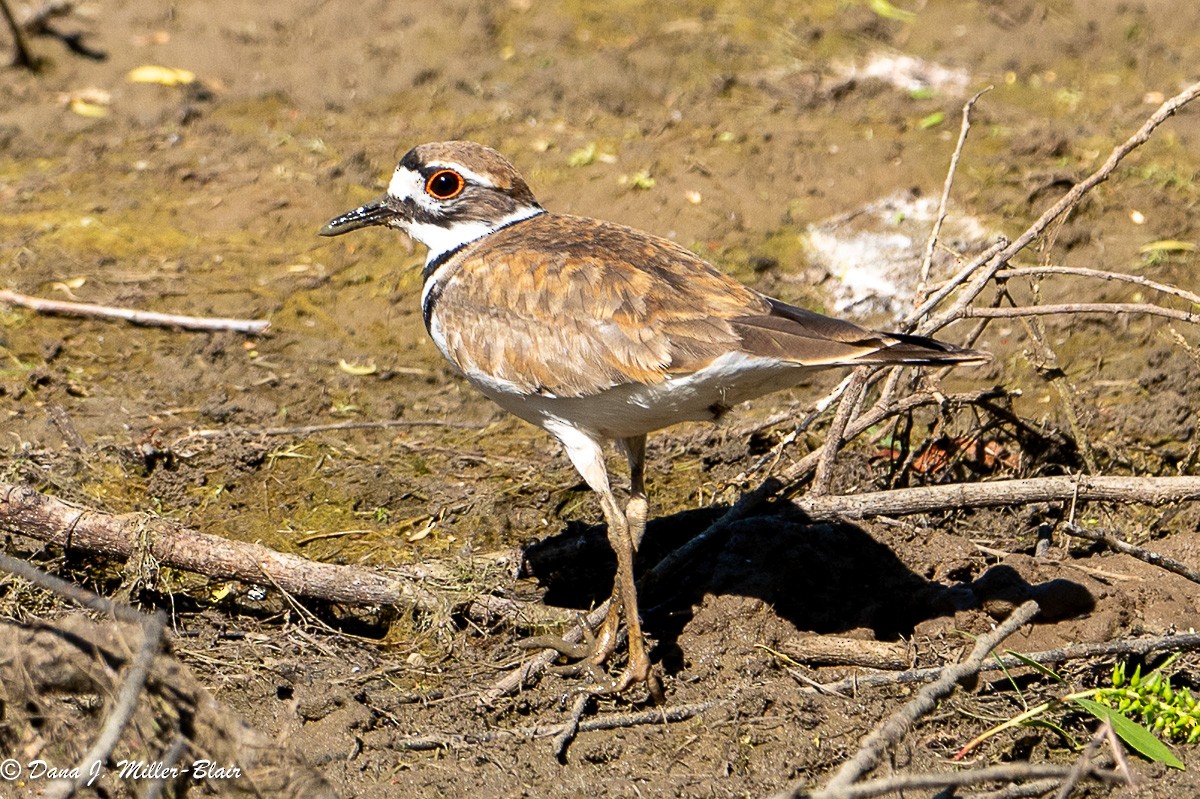 Killdeer - ML618392525