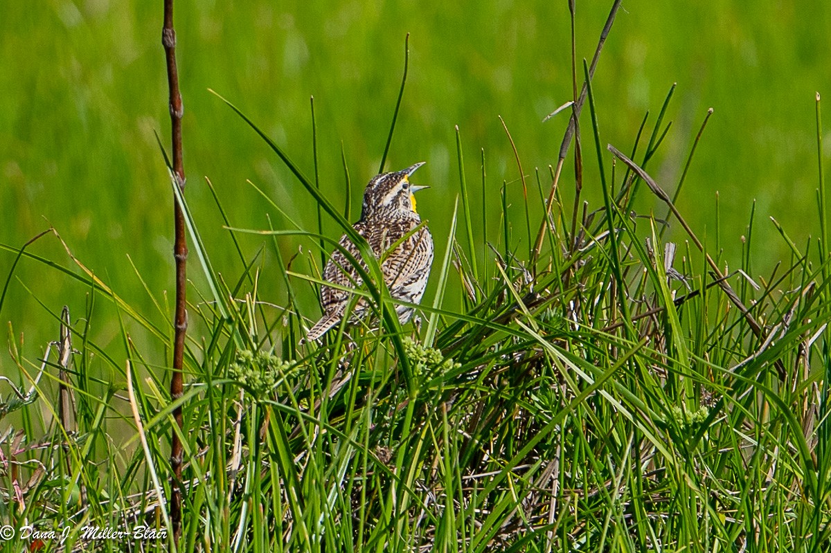 Western Meadowlark - ML618392533