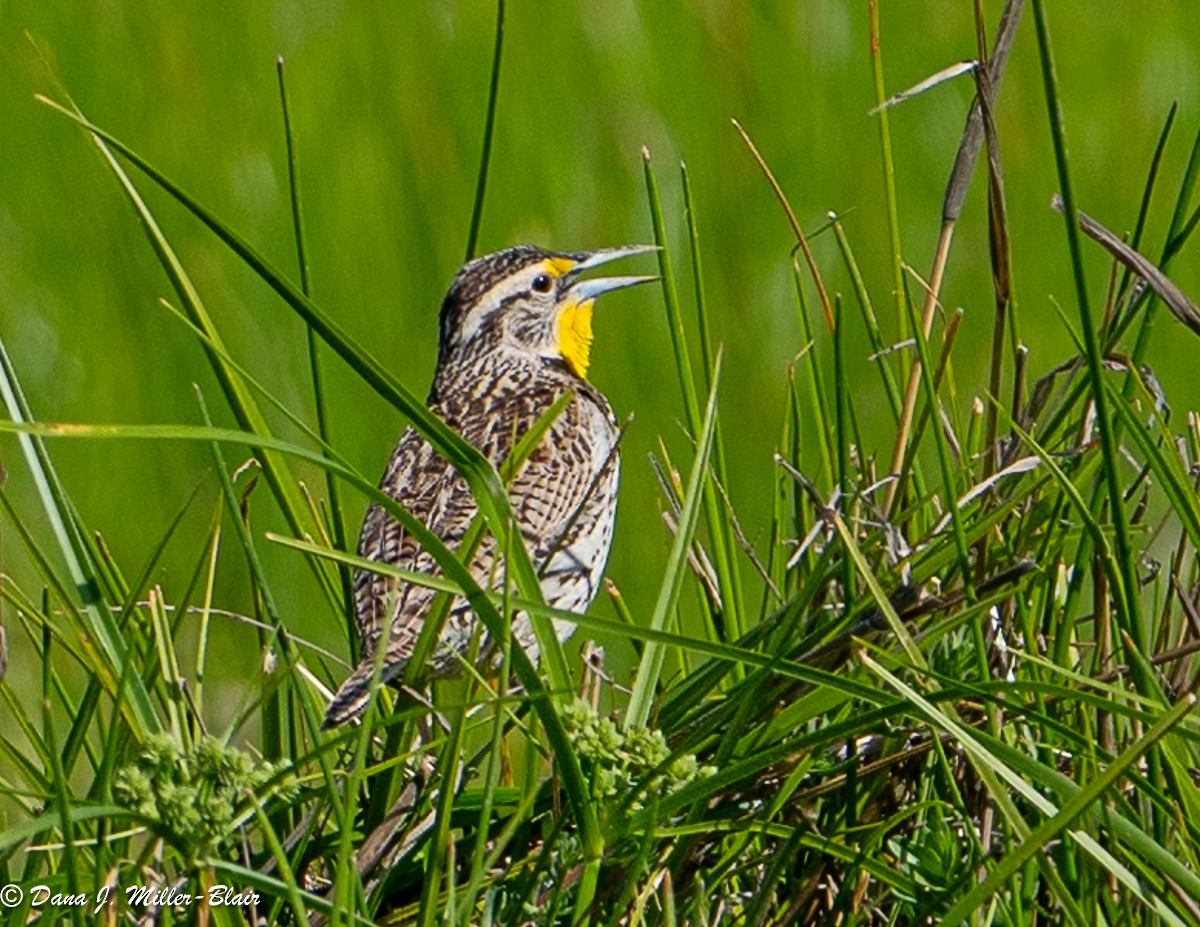 Western Meadowlark - Dana Miller-Blair