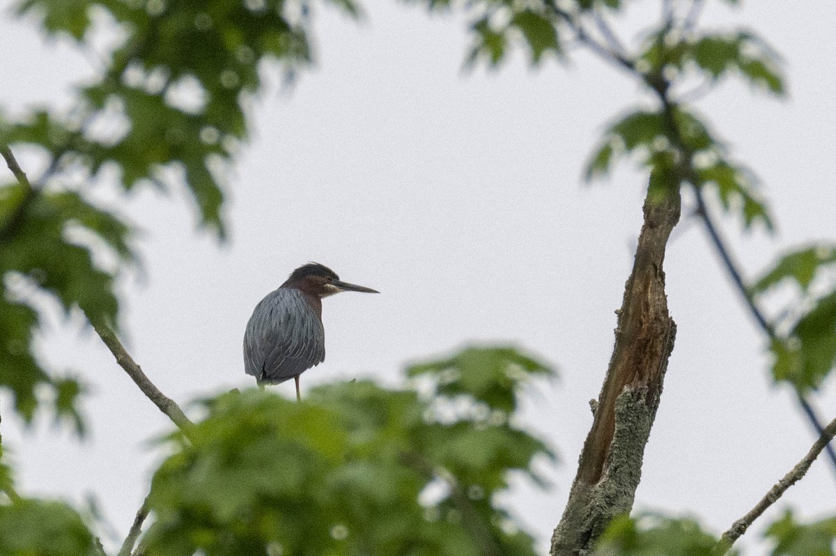 Green Heron - ML618392535