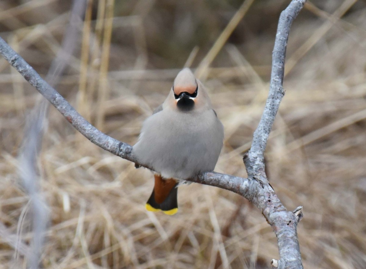 Bohemian Waxwing - ML618392557