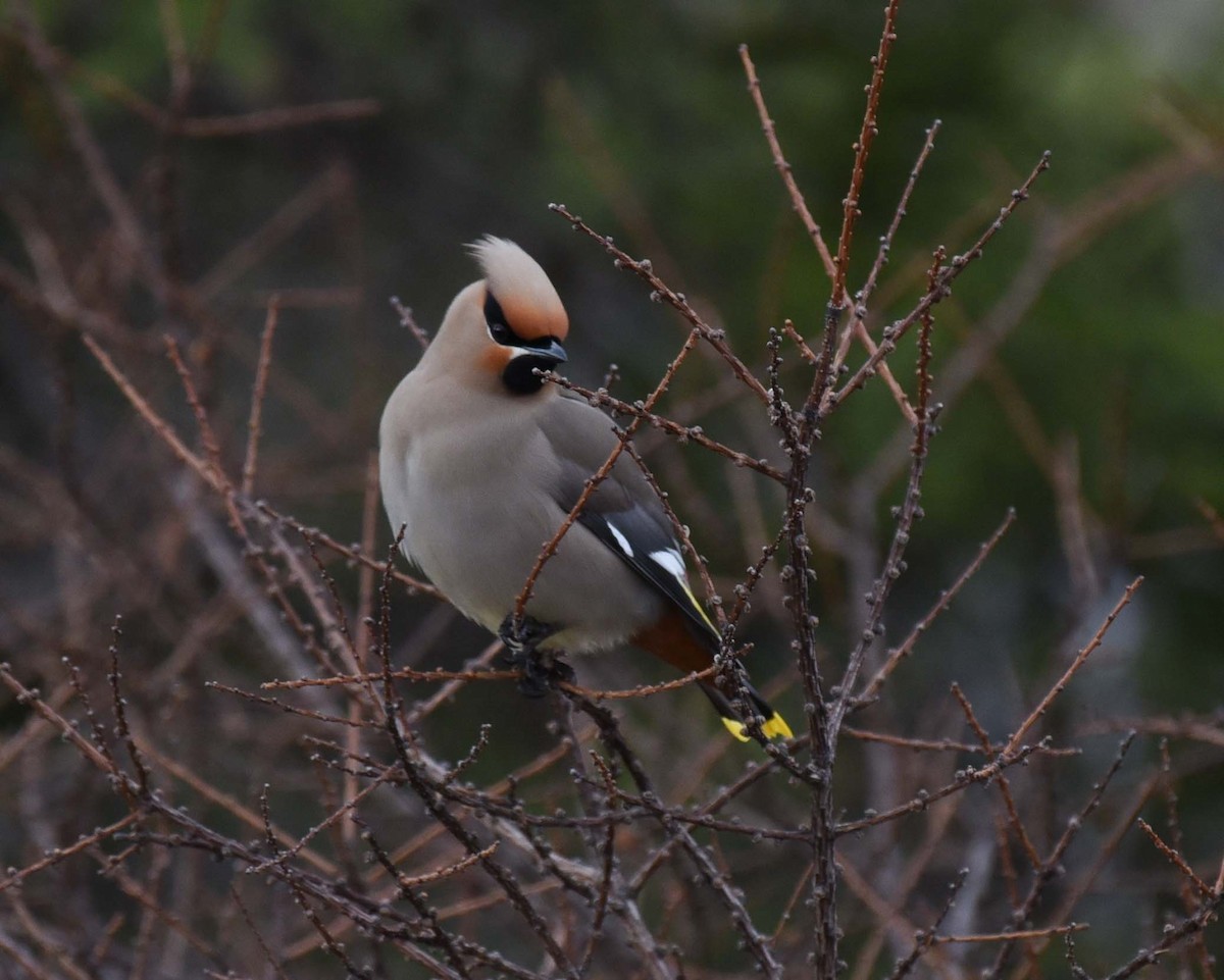 Bohemian Waxwing - ML618392558