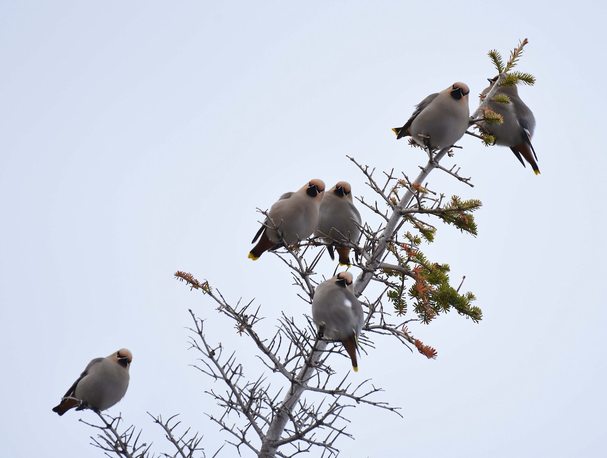 Bohemian Waxwing - ML618392560