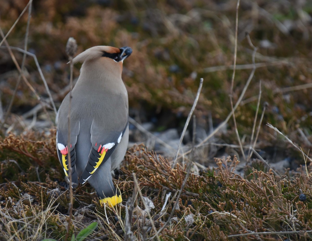 Bohemian Waxwing - ML618392562