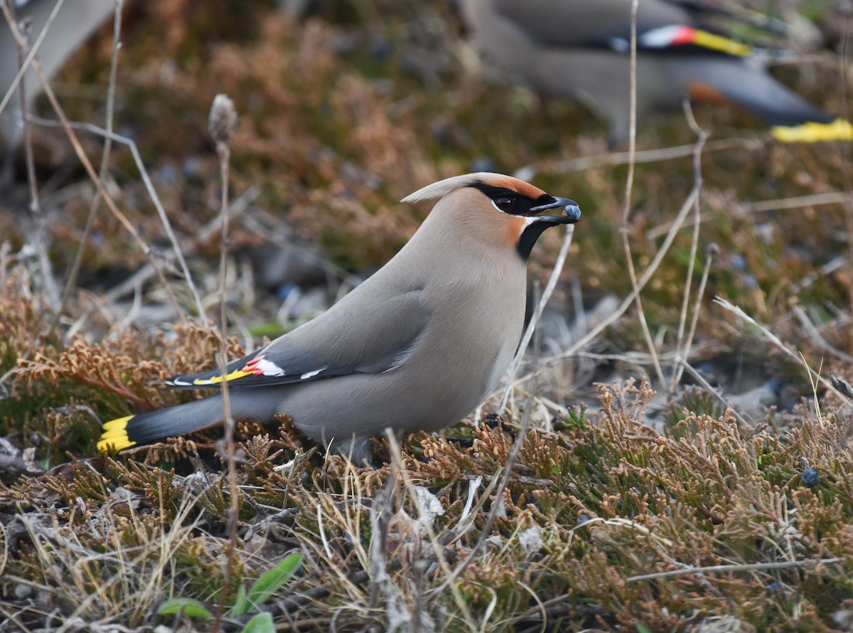 Bohemian Waxwing - ML618392565