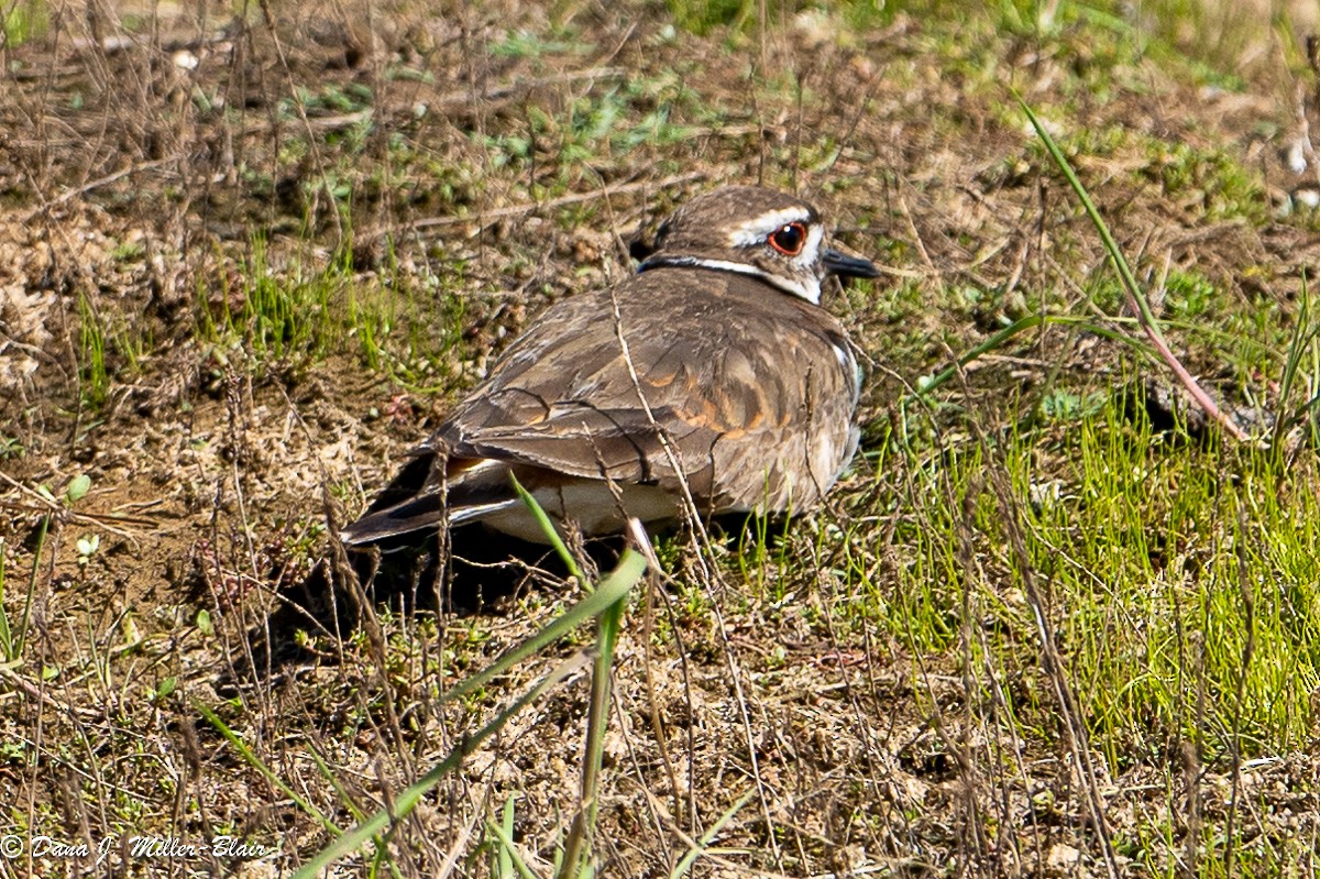 Killdeer - ML618392576