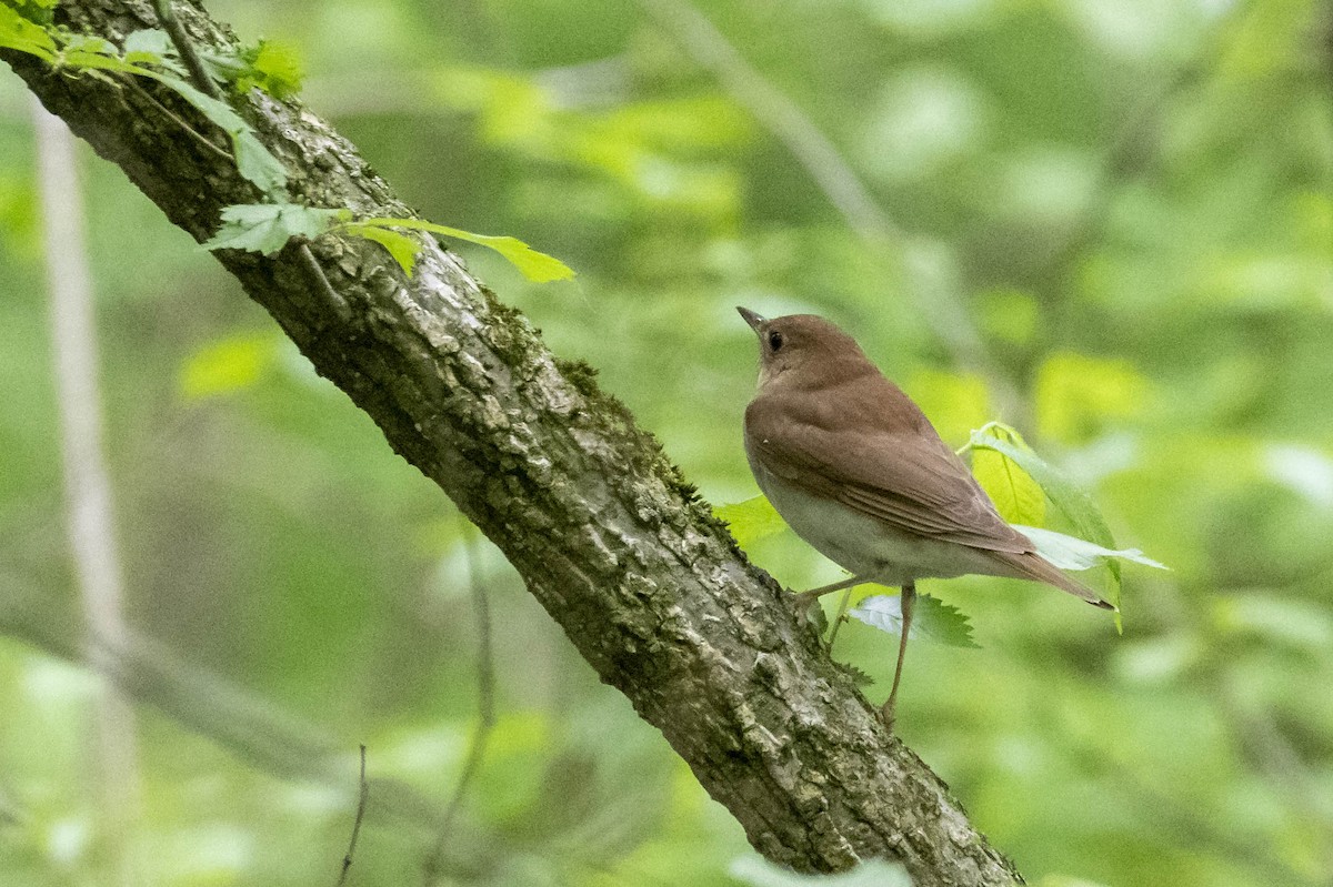 Veery - Steve Jones