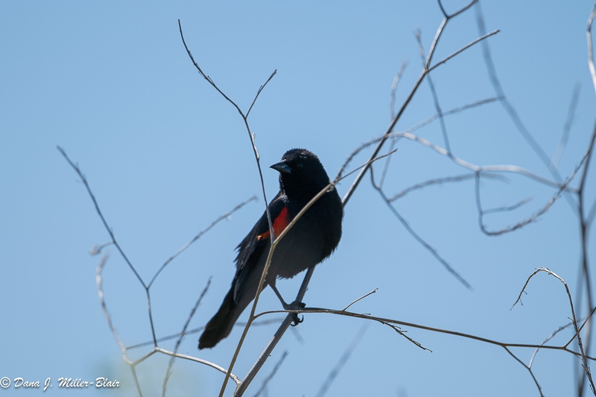 Red-winged Blackbird - ML618392585