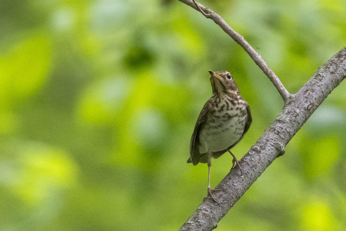 Swainson's Thrush - Steve Jones