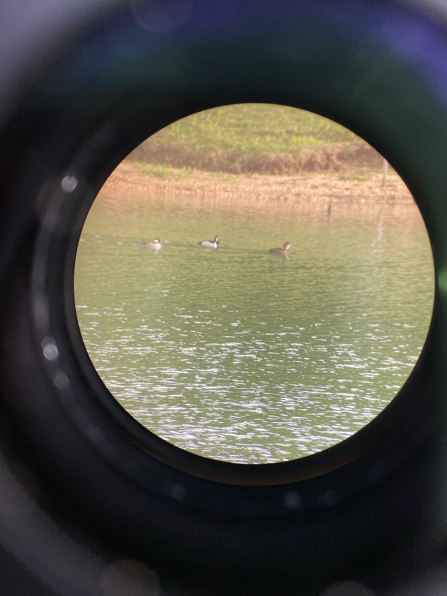 Ring-necked Duck - ML618392591