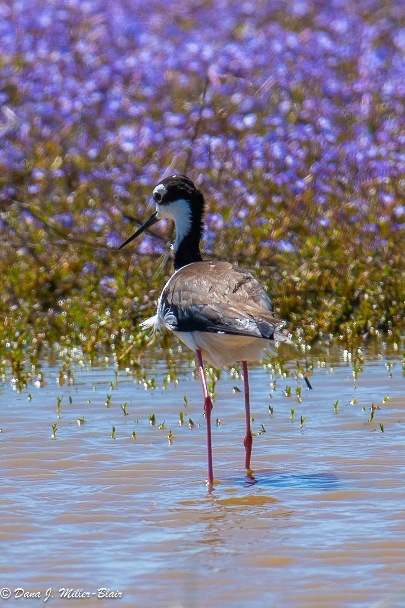 Black-necked Stilt - ML618392592