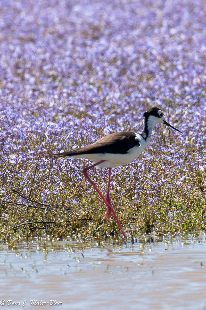 Black-necked Stilt - ML618392593