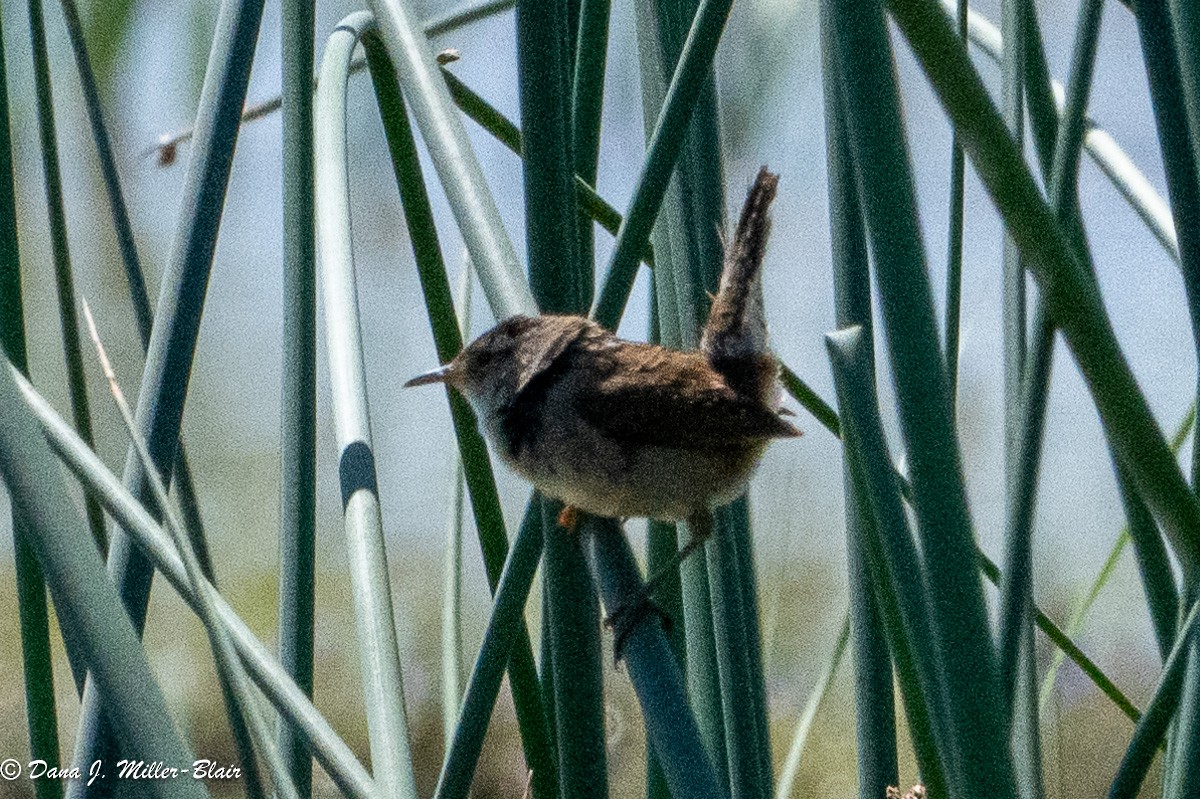 Marsh Wren - ML618392599