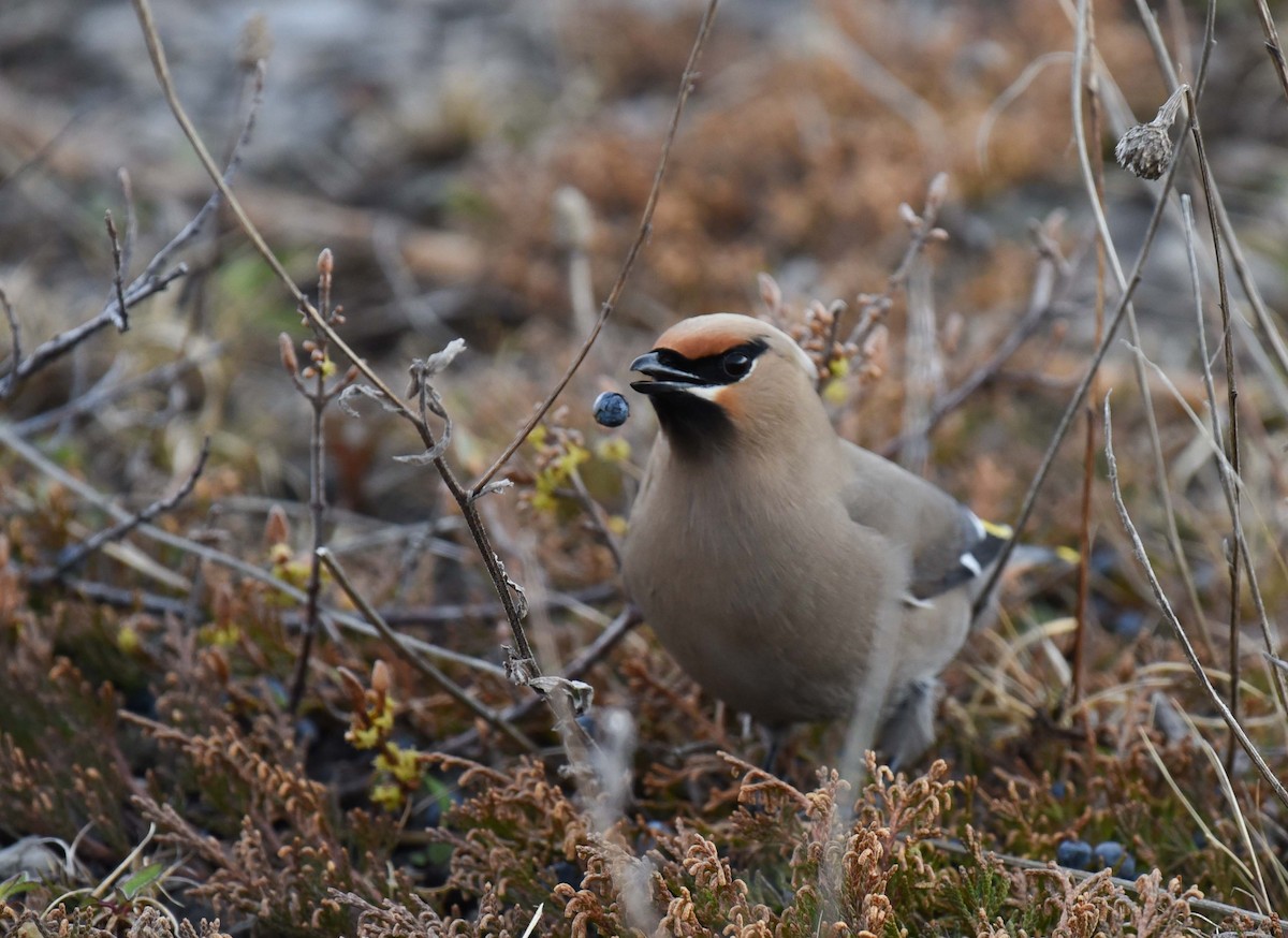 Bohemian Waxwing - ML618392600