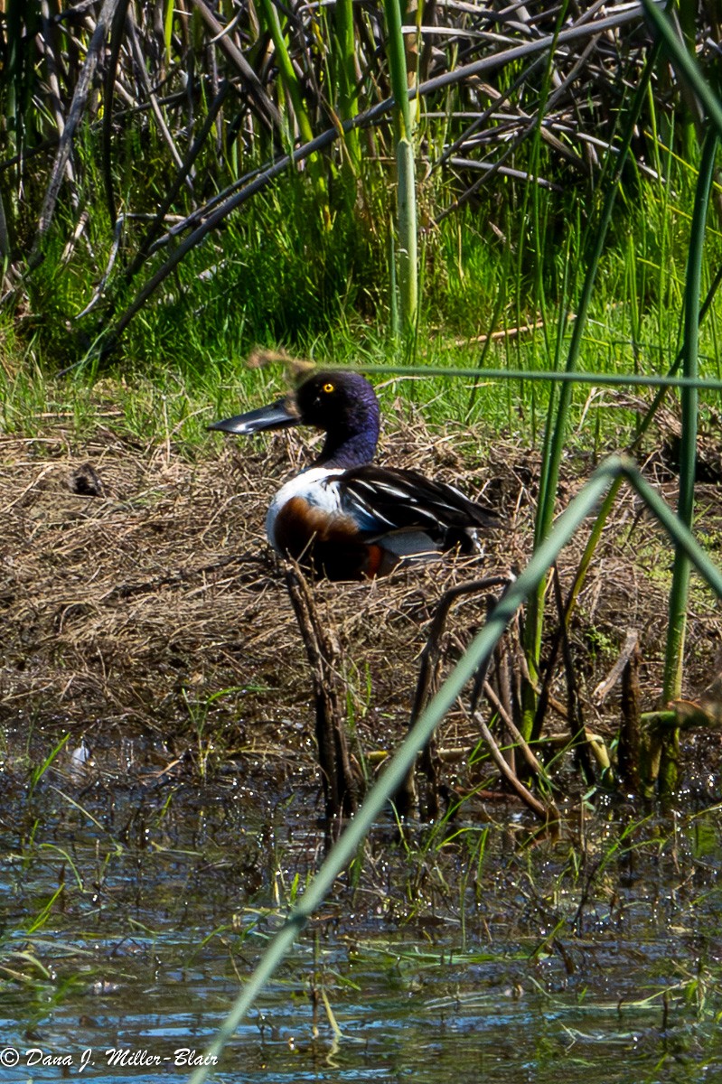 Canard souchet - ML618392607