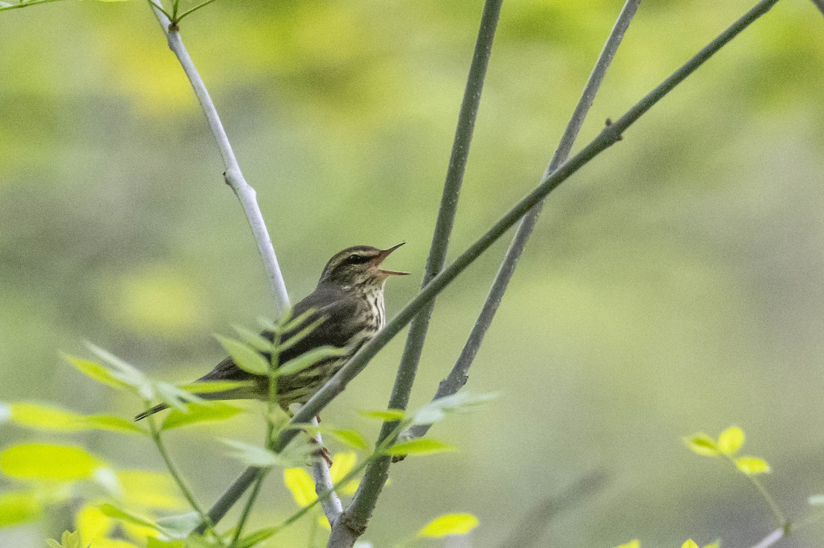 Northern Waterthrush - ML618392612