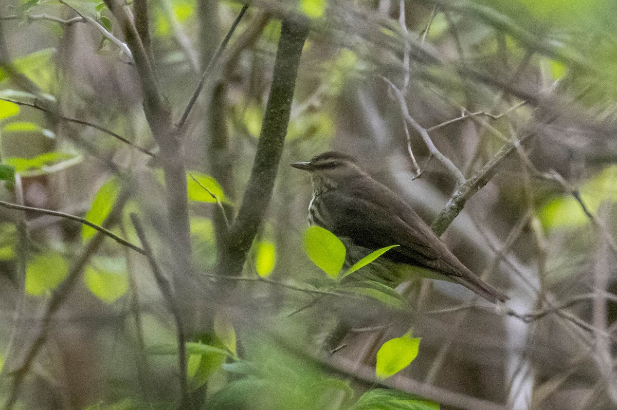 Northern Waterthrush - ML618392613