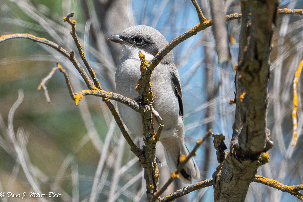 Pie-grièche migratrice - ML618392616